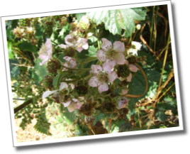 dscf7812.jpg