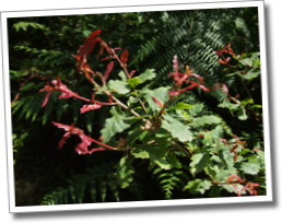 dscf7815.jpg