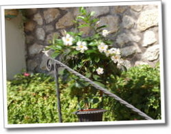dscf0674.jpg