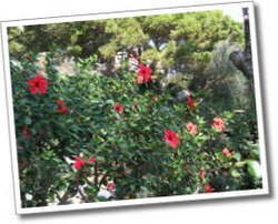 dscf0689.jpg